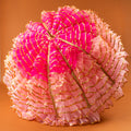 Pink and gold decorative item on an orange background